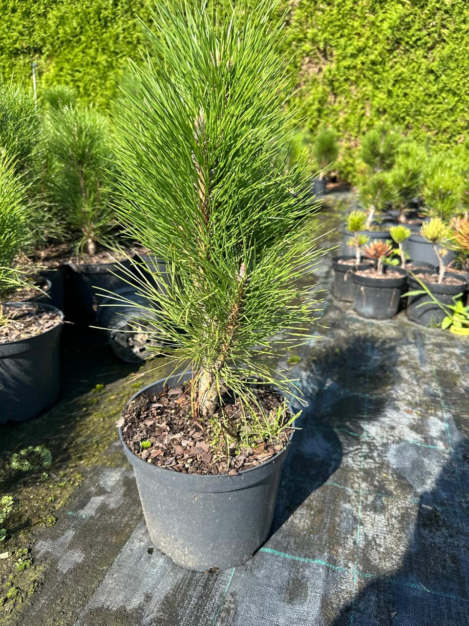 Сосна черная Грин Тауэр